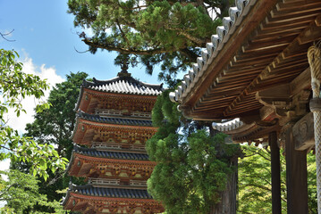 夏の海住山寺　本堂から見た五重塔(京都府木津川市)