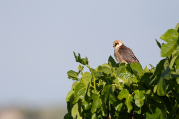 Single Red-footed Falcon perched on a fig tree, side profile.