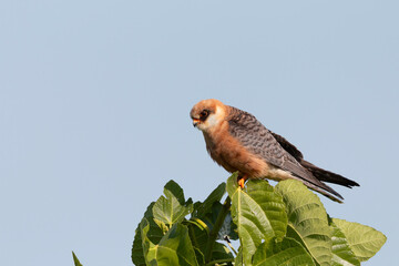 Red-footed Falcon perched on a fig tree, close-up wildlife portrait.