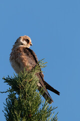 Red-footed Falcon portrait perched on a branch, side profile view.