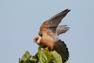 Red-footed Falcon spreading wings on a fig tree, takeoff preparation.