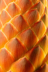 Detailed patterns and textures of the orange flower of an aloe arborescens