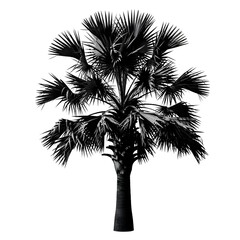 Obraz premium A striking black and white silhouette of a tropical fan palm tree against a pristine white background