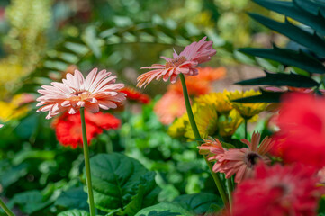 Soft pink gerbera flowers rising above colourful blooms in natural light, ideal for garden themes, floral layouts and plant-related creative projects.