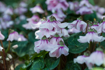 Obraz premium Cluster of cyclamen blooms with downward petals and glossy leaves, photographed outdoors for horticulture content, garden design concepts and plant identification.