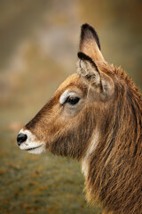 African water koovo in its natural habitat against a green background