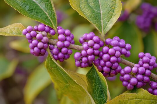 Close-Up of Coastal Native American Beautyberry: Clusters of Small Mauve Fruits on Ornamental Shrub