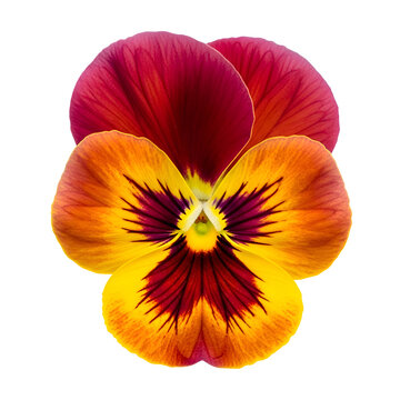 Vibrant colorful pansy flower isolated on transparent background with yellow and red petals