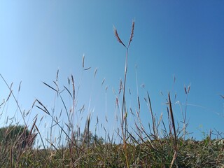 Dichanthium annulatum flower head also called Marvel grass showing paired spikelets and compact inflorescence forming a natural grass head pattern in open field habitat