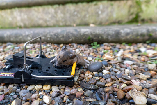 A mouse caught in a sping loaded bartrap mouse trap
