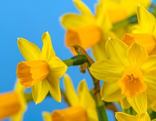 Fototapeta premium Close-up of bright yellow flowers with orange trumpet-shaped centers, vibrant against a soft blue backdrop. The flowers are clustered