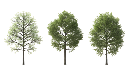 Three trees in different growth stages