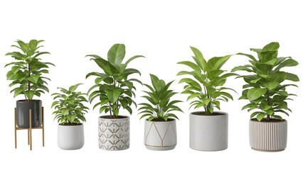 Fototapeta premium Collection of potted indoor plants