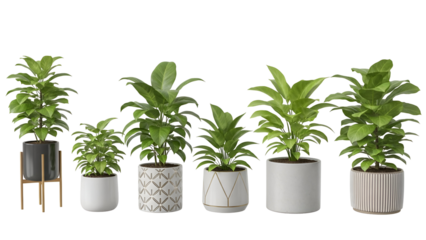 Collection of potted indoor plants