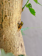 Close up of a wasp climbing on rough tree bark