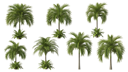 Collection of tropical palm trees