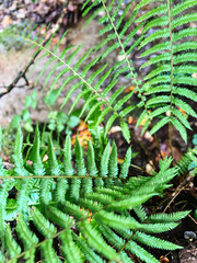 Close Up of Green Fern Leaves in Damp Forest