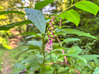 Phytolacca Americana Plant with Wet Green Berries