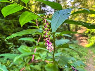 Pokeweed Plant with Green Berries and Rain Drops
