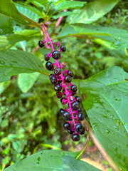 Ripe Dark Purple Pokeweed Berries on Pink Stem Close Up