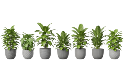 Six potted indoor plants in a row