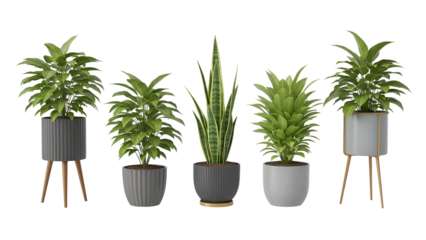 Collection of potted indoor plants