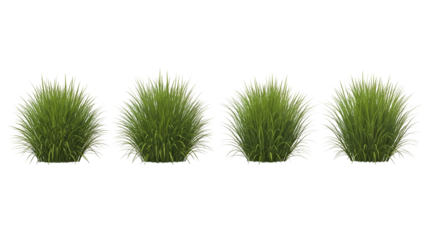 Four potted grass plants in a row