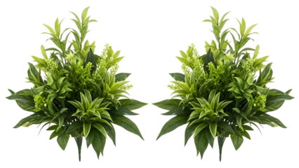 Two green leafy plants with small yellow flowers