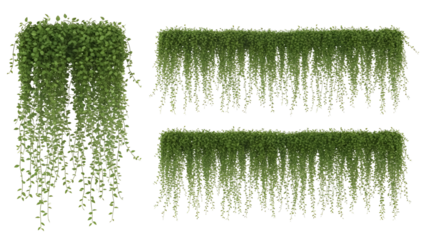 Hanging green plants collection