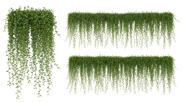 Hanging green plants collection