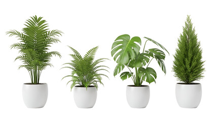 Fototapeta premium Collection of indoor potted plants
