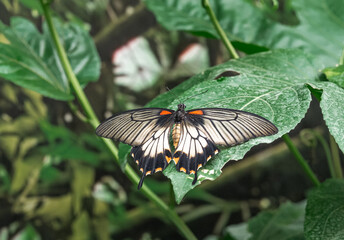 Great Mormon butterfly resting on green leaves in a garden setting