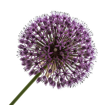 Beautiful purple allium flower head isolated on transparent background with green stem