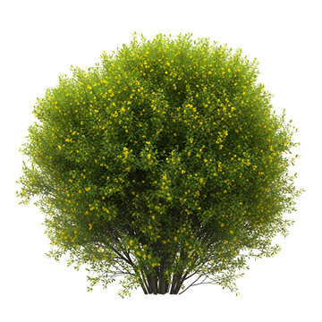 A lush green tree with yellow flowers isolated on transparent background for decoration and landscaping purposes