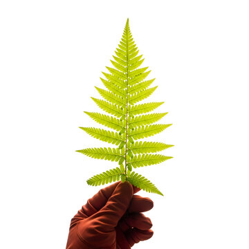 A hand holding a bright green fern leaf isolated on transparent background