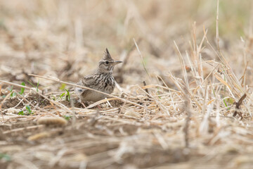 Crested Lark standing on the ground, Galerida cristata in natural habitat