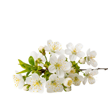 Beautiful white cherry blossoms on a branch isolated on transparent background