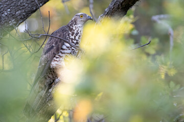 European Honey Buzzard perched on a tree branch, Pernis apivorus in the forest