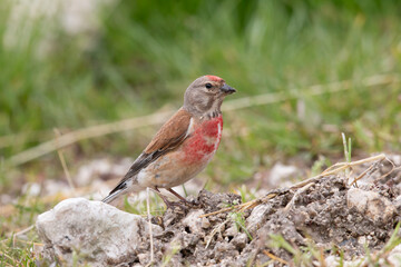 Male Common Linnet perched on a rock, wild bird with red breast in nature