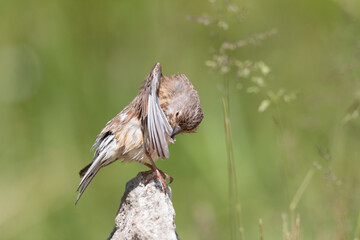 Common Linnet preening feathers on a rock, wild bird behavior in natural habitat