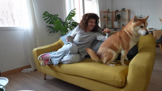 Shiba Inu dog jumping on the sofa with its owner
