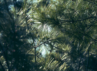Soft focus pine needles and branches in forest light, Bruce Peninsula