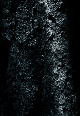 Dark tree surface texture with natural pattern, Bruce Peninsula