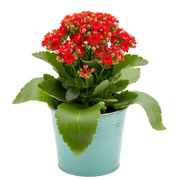 A potted kalanchoe plant with vibrant red flowers and green leaves in a light blue metal pot isolated on transparent background
