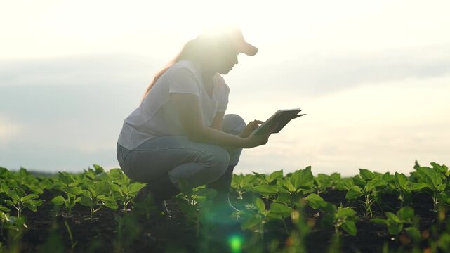 Agriculture, Digital transformation in field, Green revolution in agriculture, Woman farming with tablet, Monitoring plant growth, Sun-kissed farm modernity, Young woman gathers info, Smart