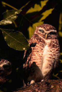 mochuelo de madriguera aves 