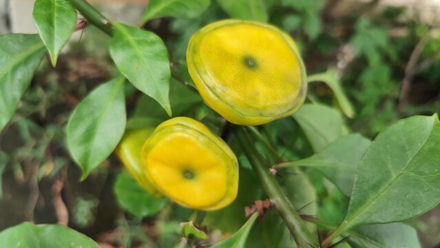 Close-up of ripe Rose cactus (Pereskia bleo) fruit growing on a thorny tree branch with green leaves in a natural garden environment, showcasing fresh tropical agriculture and organic farming