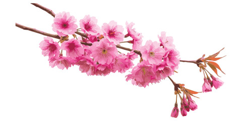 Delicate pink cherry blossom branch isolated on a clean white background, signaling the arrival of spring