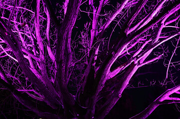 Tree branches structure illuminated with purple light in night on black background