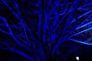 Tree branches structure illuminated with blue light in night on black background